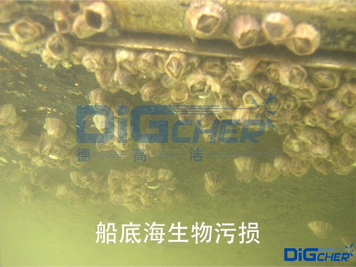 船底海生物污損